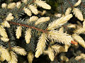 Picea pungens Jan Byczkowski IMG_6693 Świerk kłujący